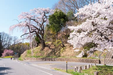 Hanami (花見): The Meaning and Traditions of Japan’s Cherry Blossom Festival