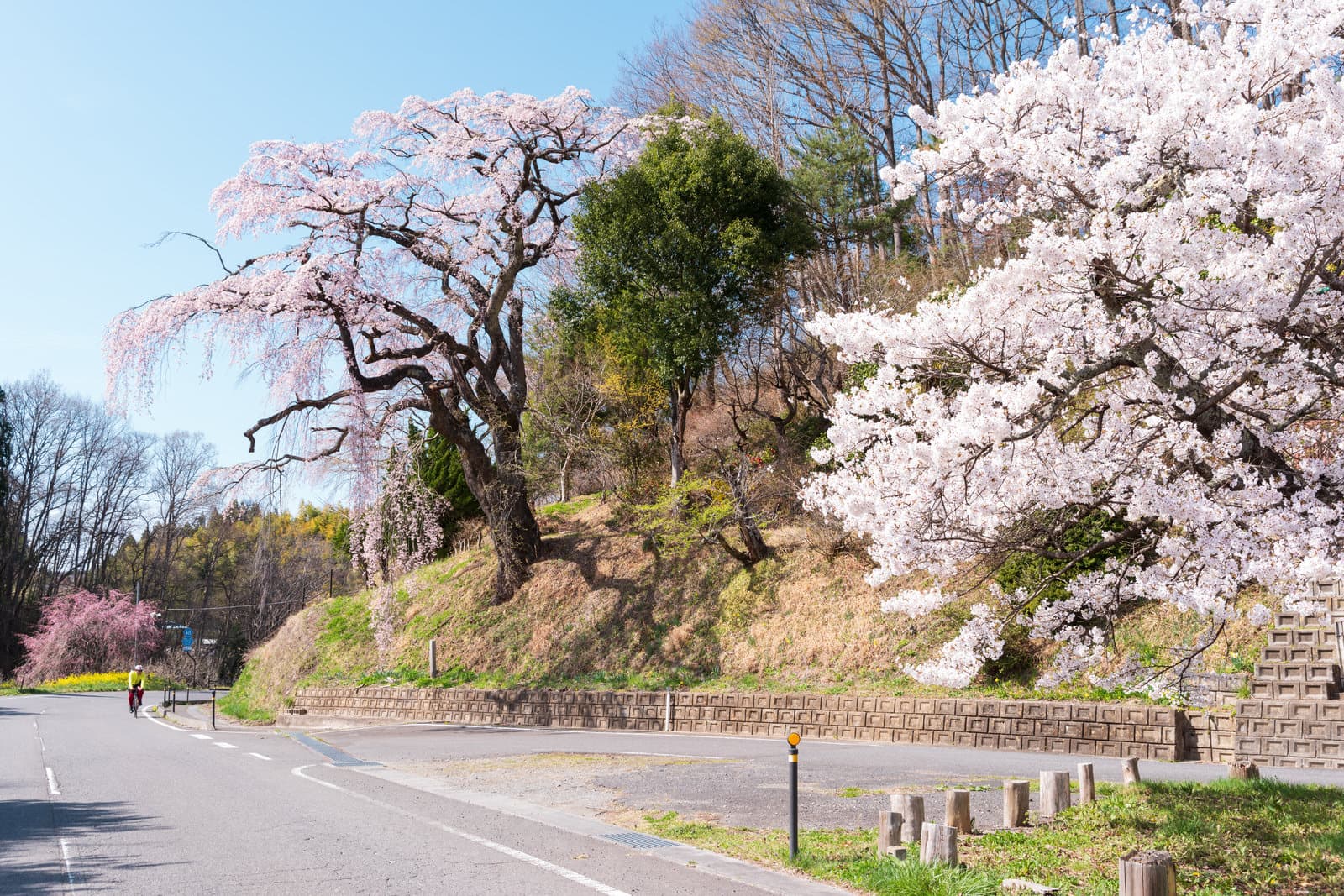 Hanami (花見): The Meaning and Traditions of Japan’s Cherry Blossom Festival